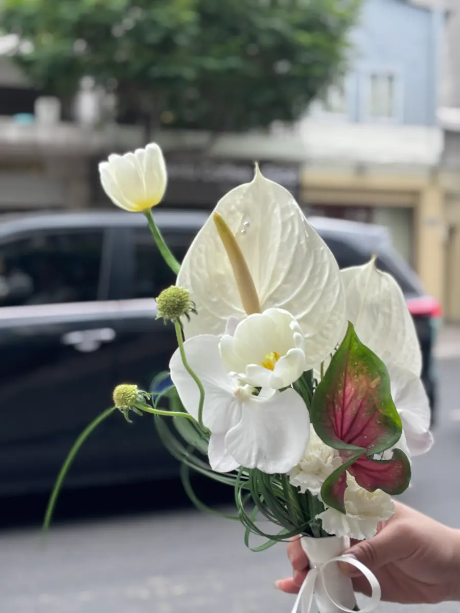 Hoa cưới tulip bạch môn