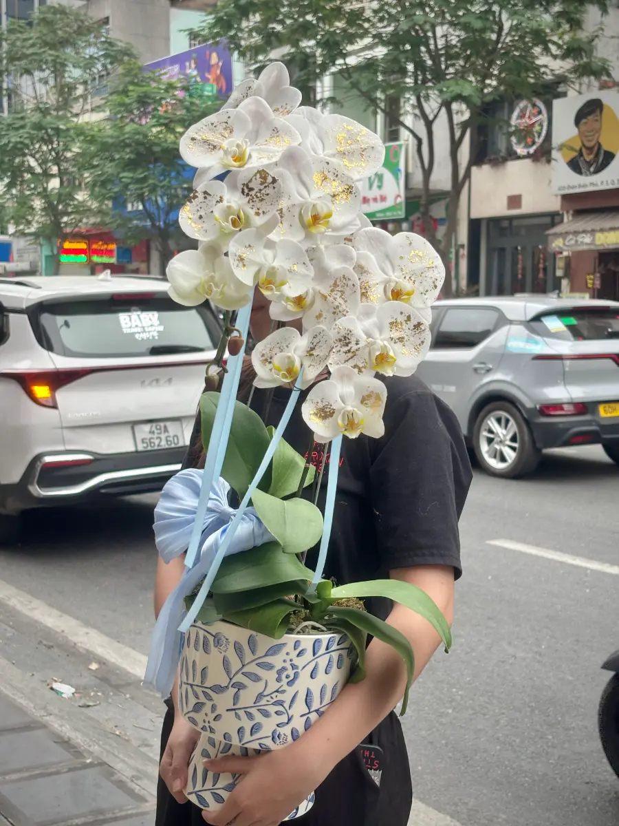 Bình lan dát vàng