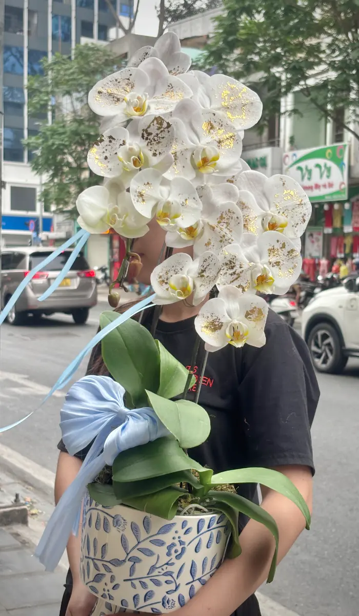 Bình lan dát vàng