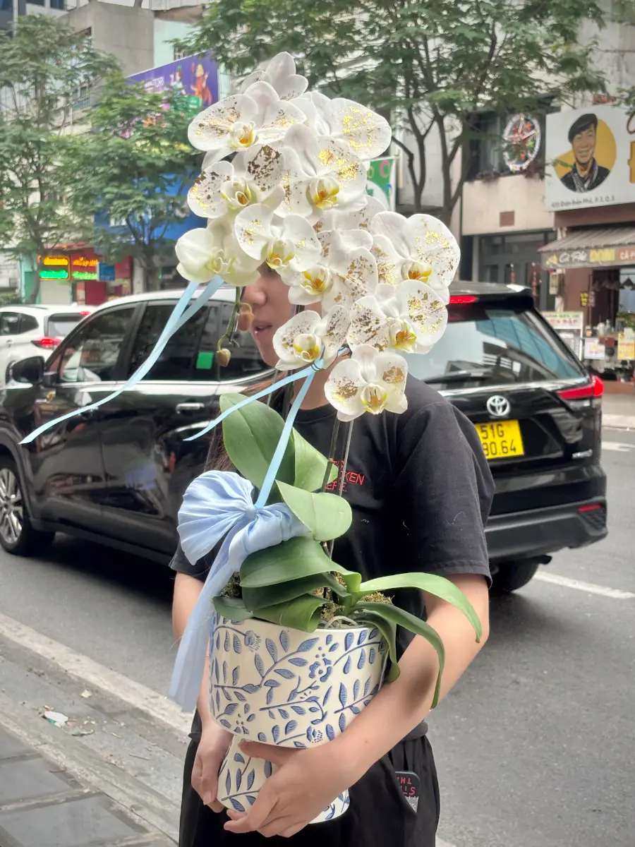 Bình lan dát vàng